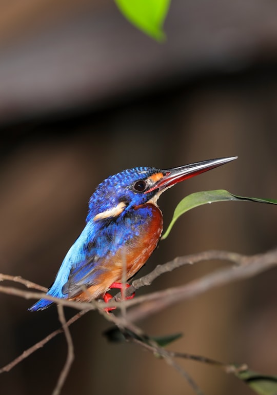 red and blue bird in Kinabatangan River Malaysia