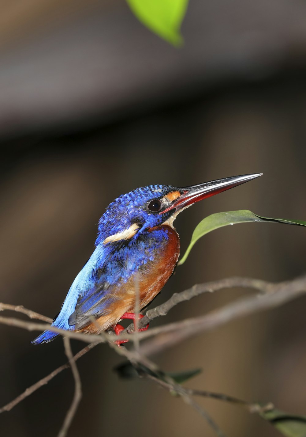 red and blue bird