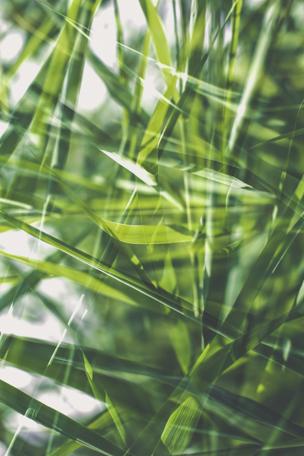 a close up of a plant with green leaves