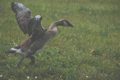 brown mallard duck on grass land carols google meet background