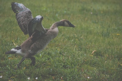 brown mallard duck on grass land carols teams background