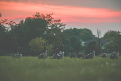 flock of birds on green grass carols google meet background
