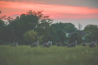 flock of birds on green grass carols teams background