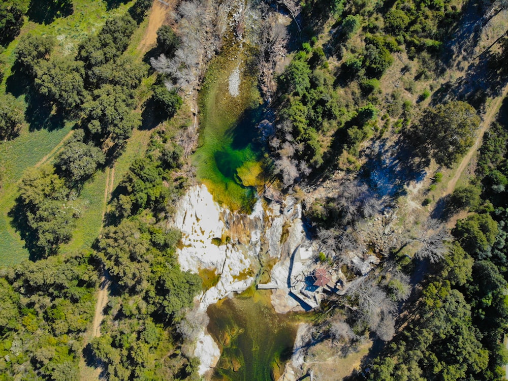 body of water and trees