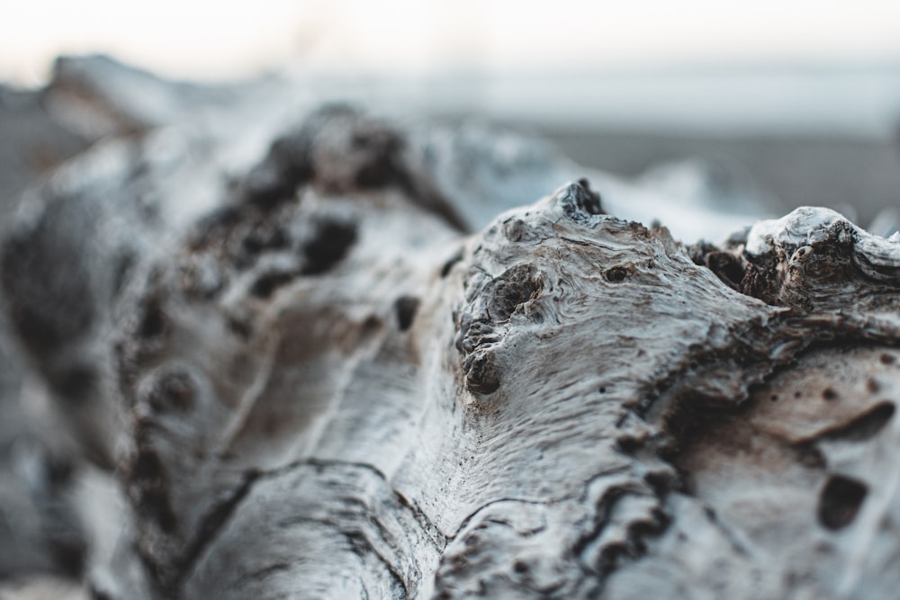 brown driftwood