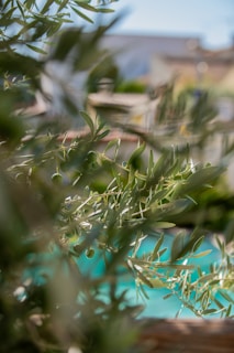 Close-up of a bottle of fresh Cypriot olive oil with olives and leaves around it