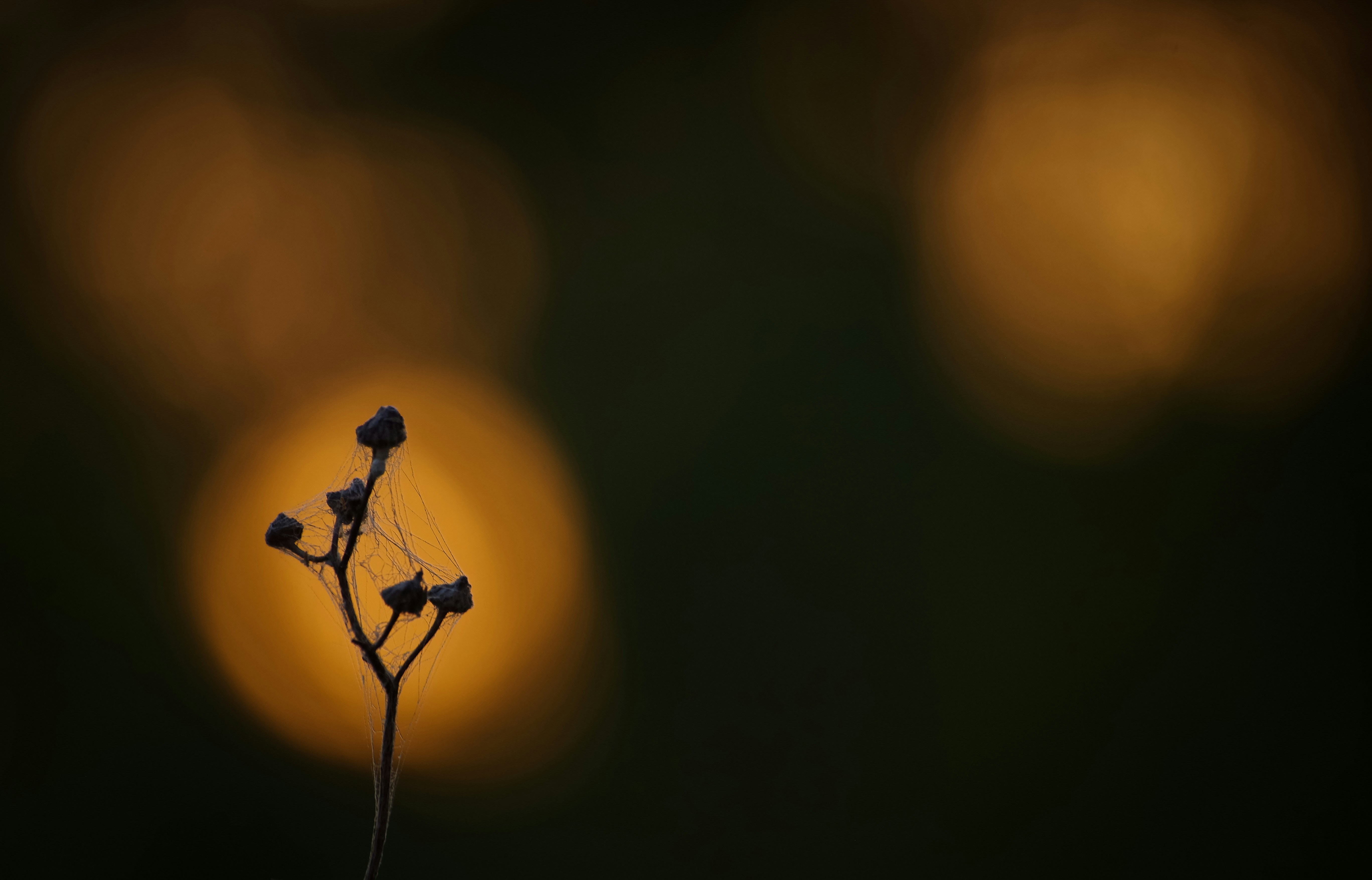 Photo by simonkuznetsovphoto