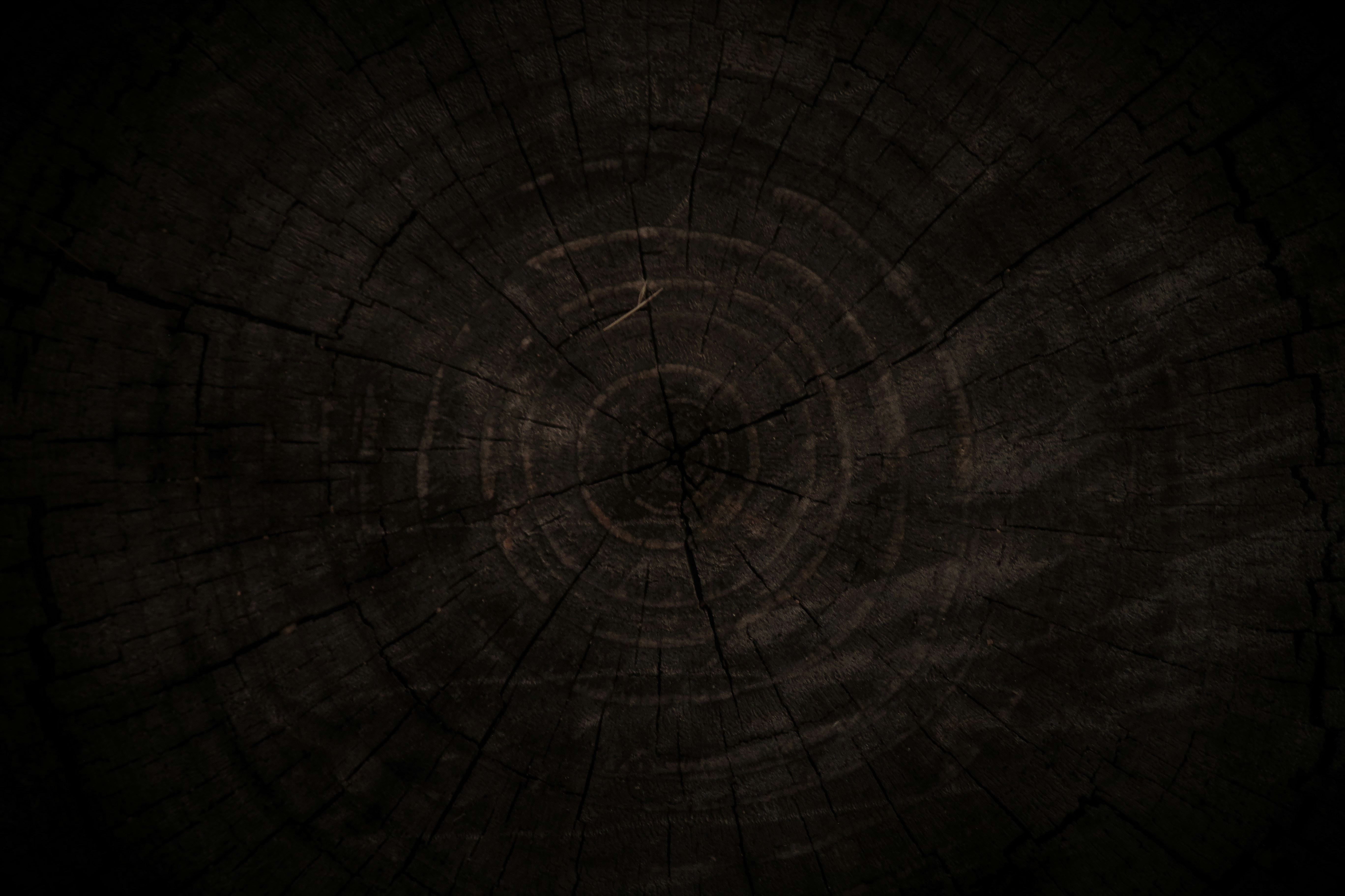 Photo by simonkuznetsovphoto