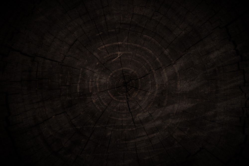Un primo piano di un tronco d'albero con uno sfondo scuro