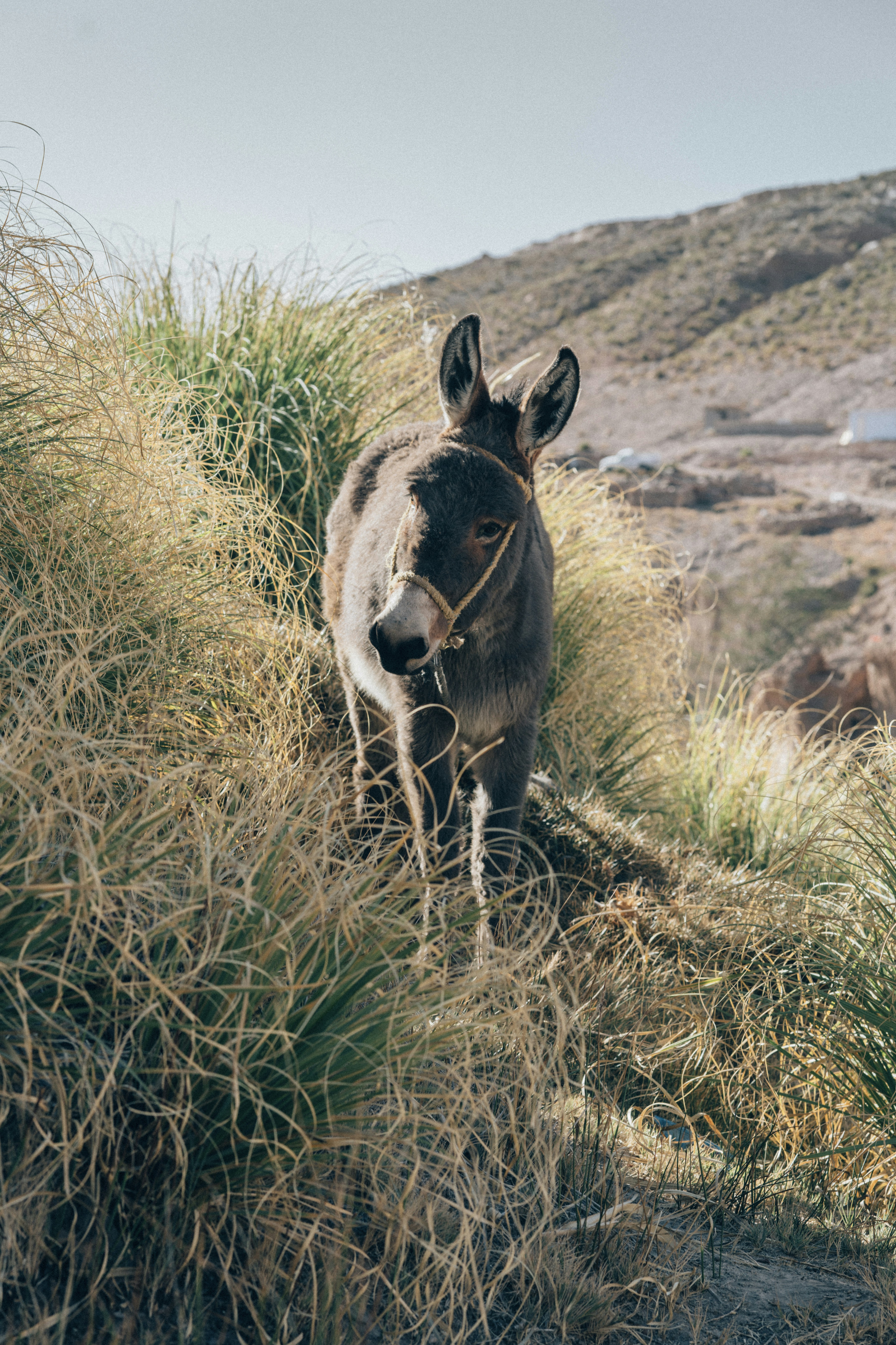 a donkey is standing in the grass on a hill