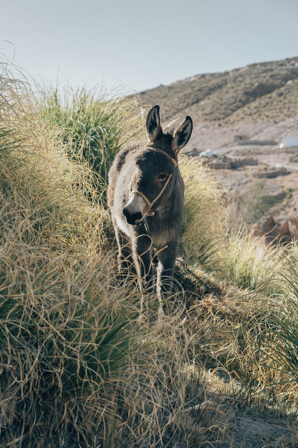 a donkey is standing in the grass on a hill