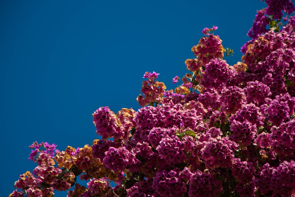 pink flowering tree