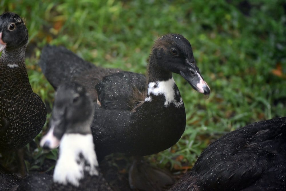 closeup photo of flock of duck