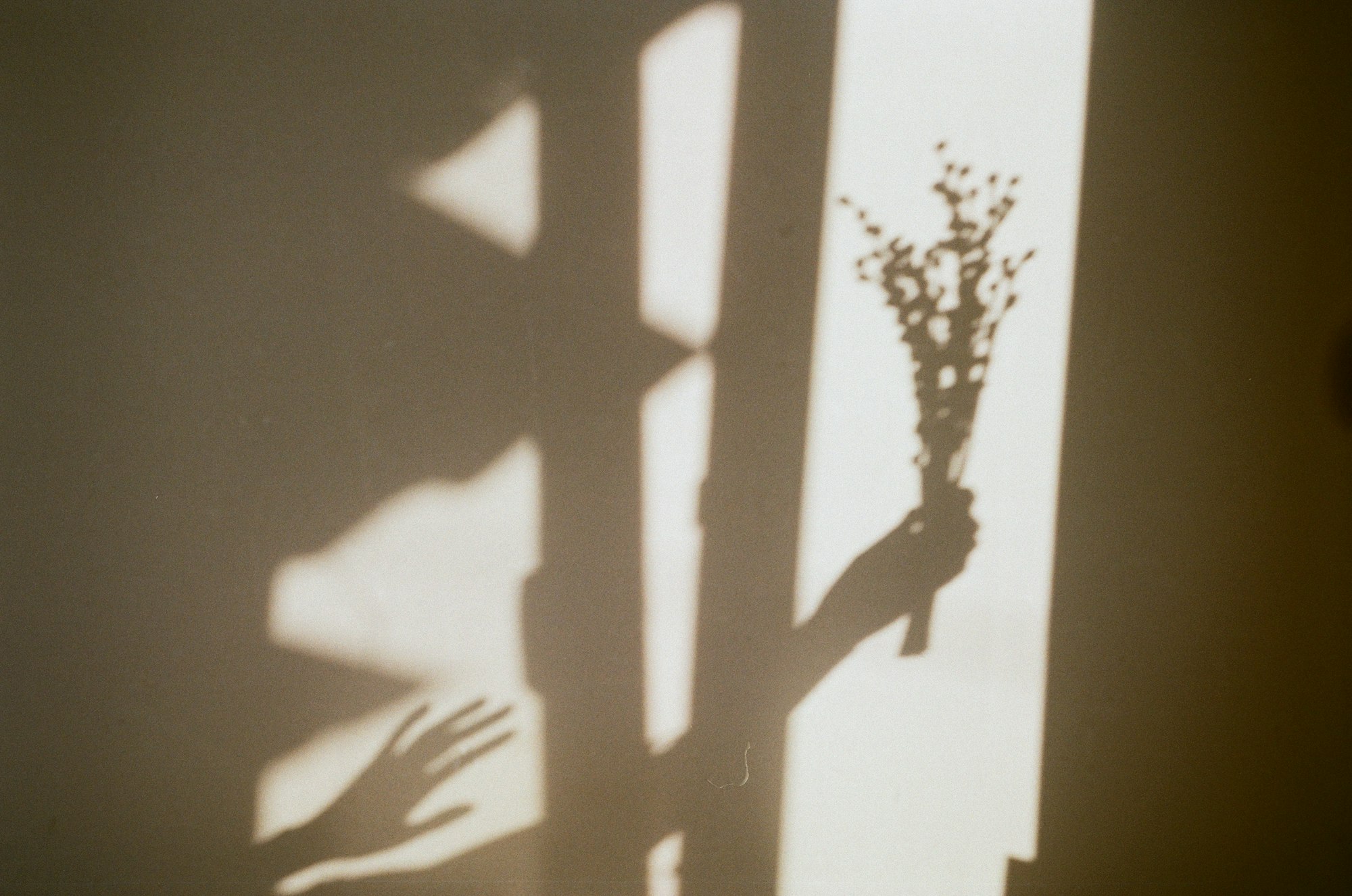 Shadow of a hand holding a flower against a wall