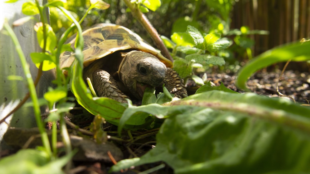 brown turtle on grass field