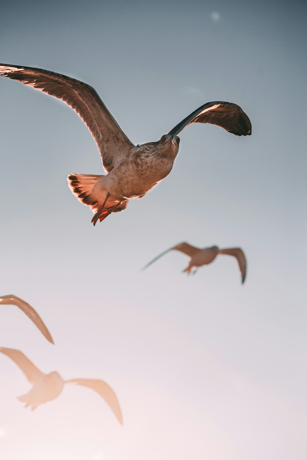 birds on flight