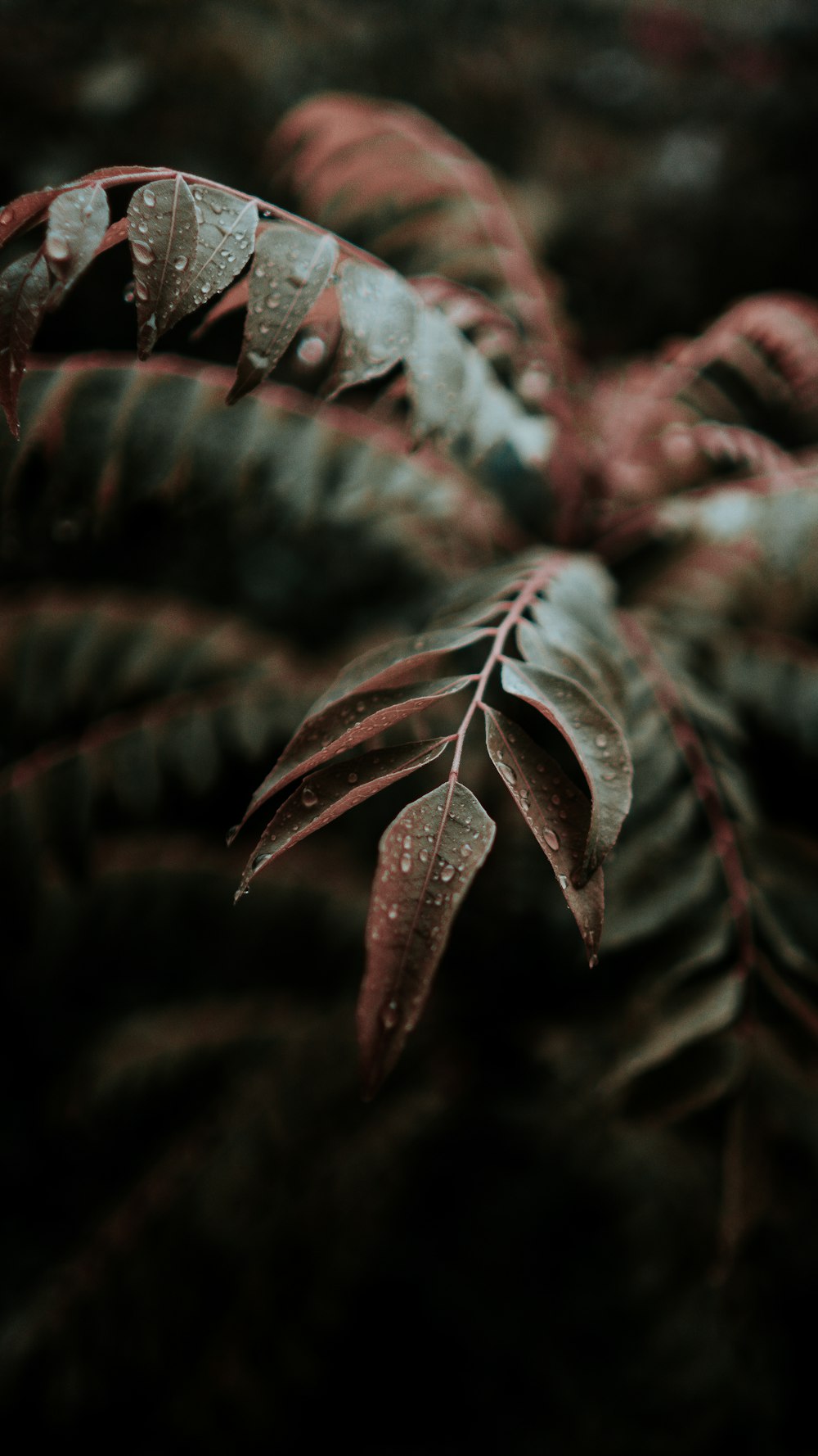 close up photography of water drops on green leafed plant