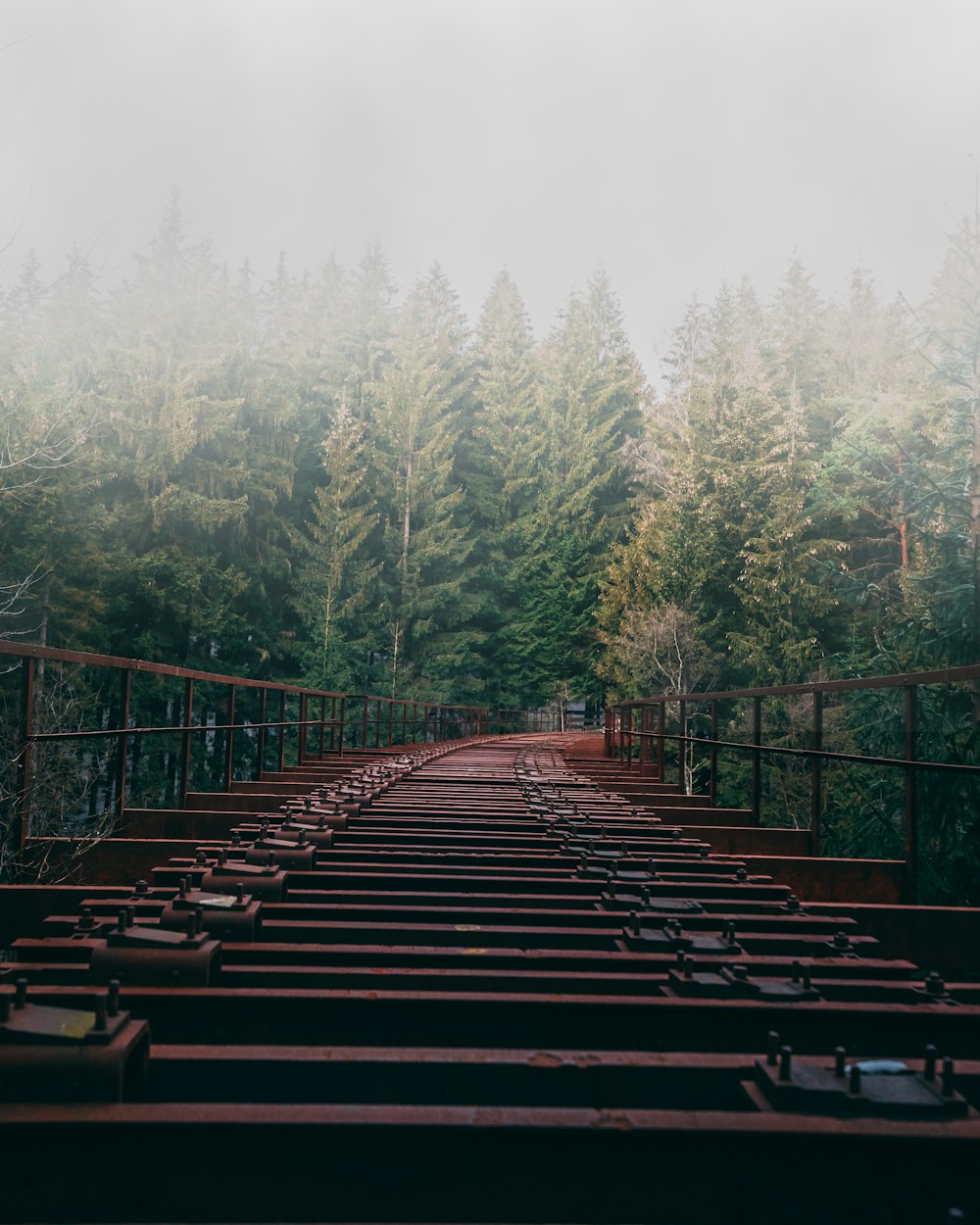 concrete bridge beside forest