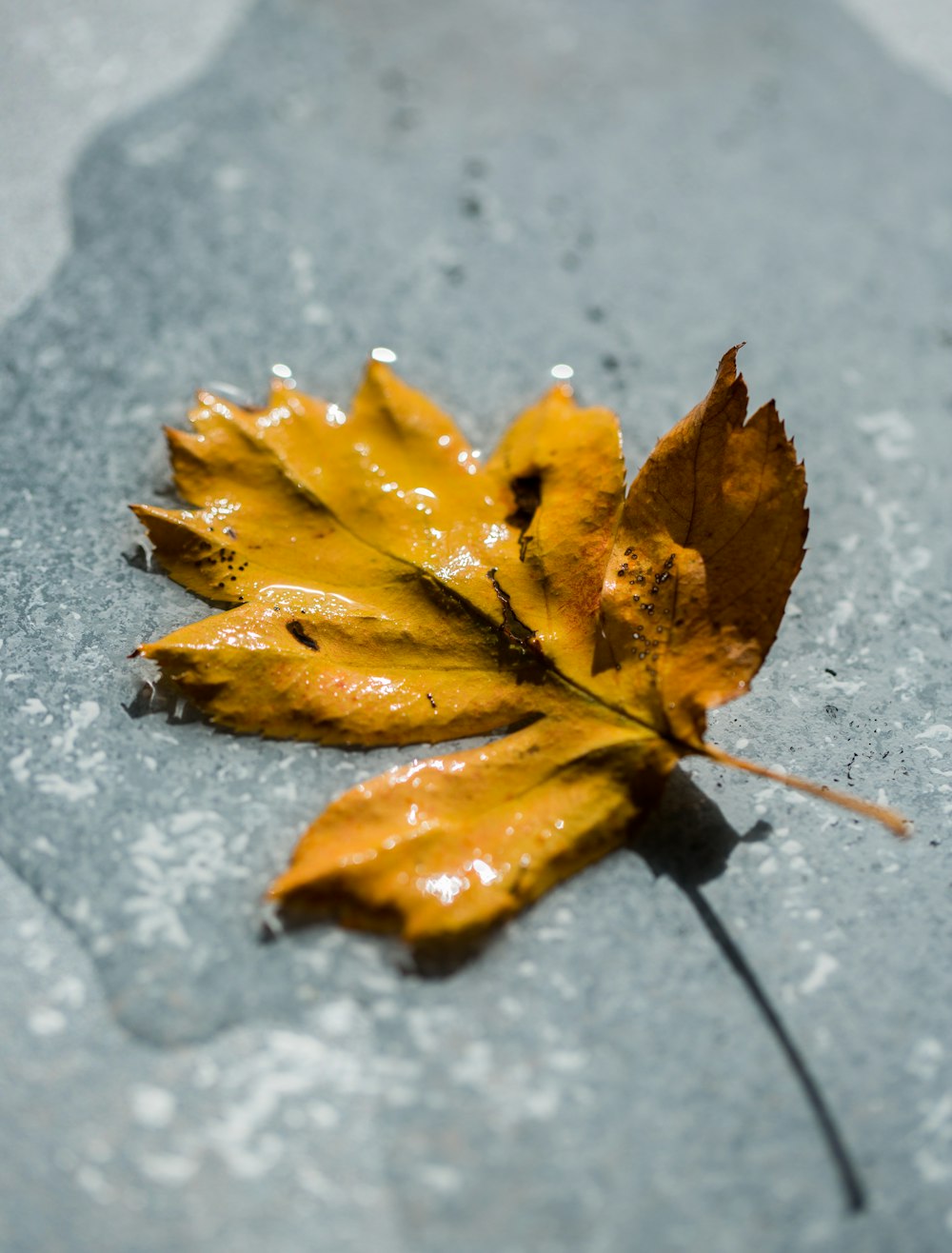 dried leaf