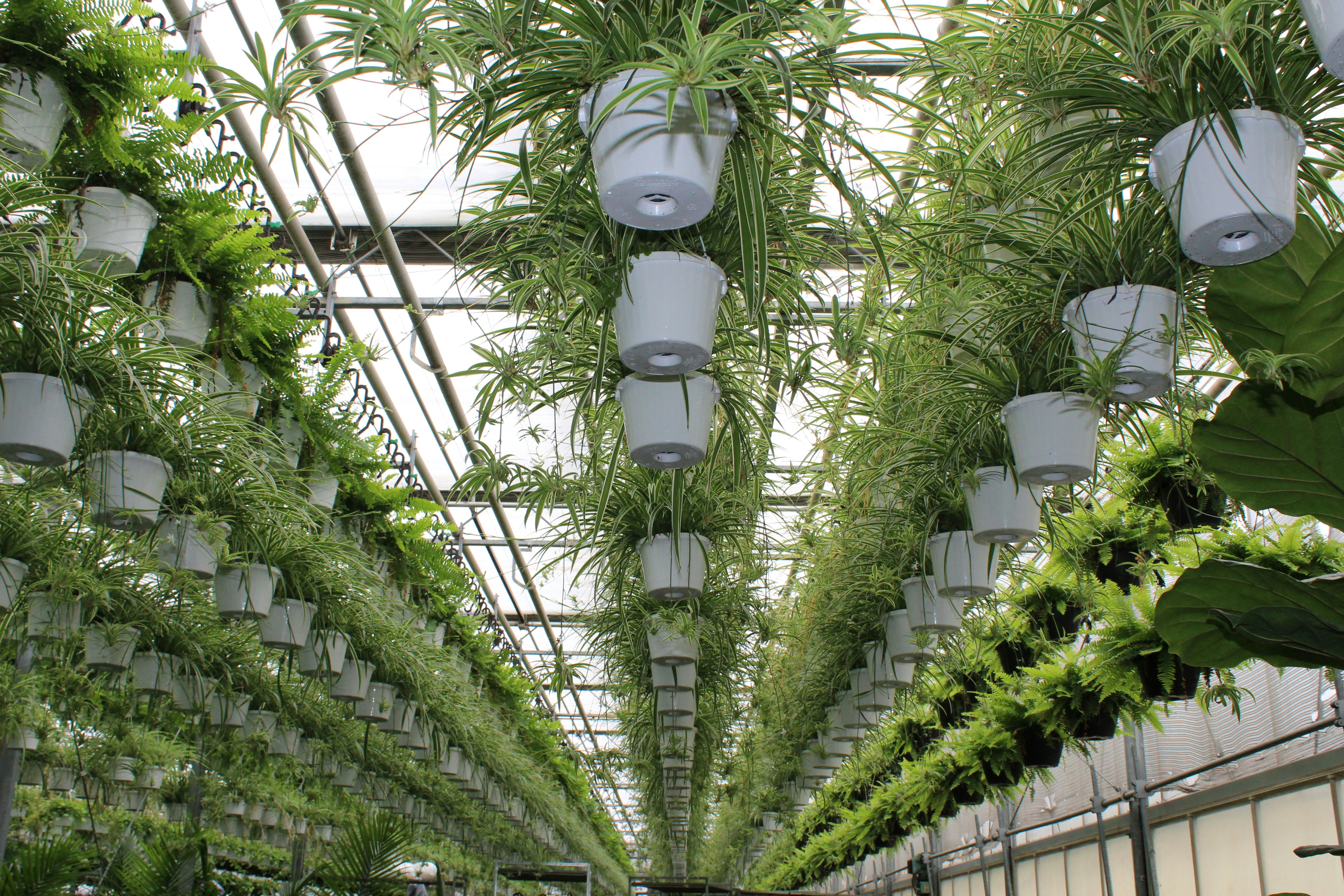 Futuristic smart home cannabis cultivation cabinet