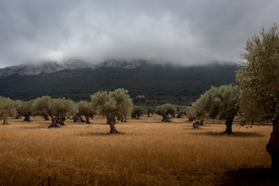 green trees on field during day