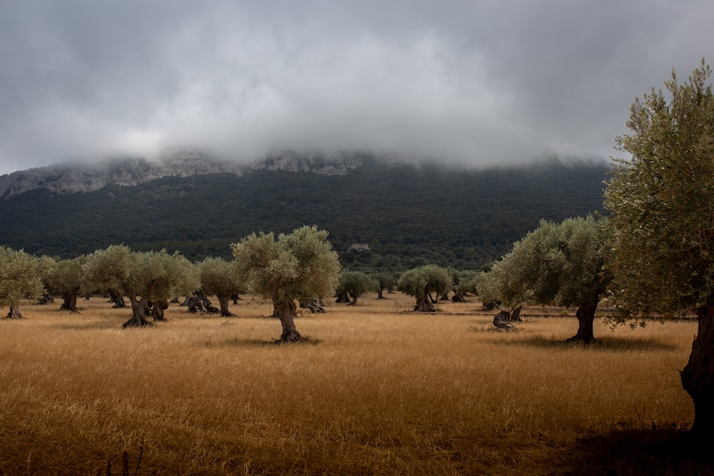 árvores verdes no campo durante o dia