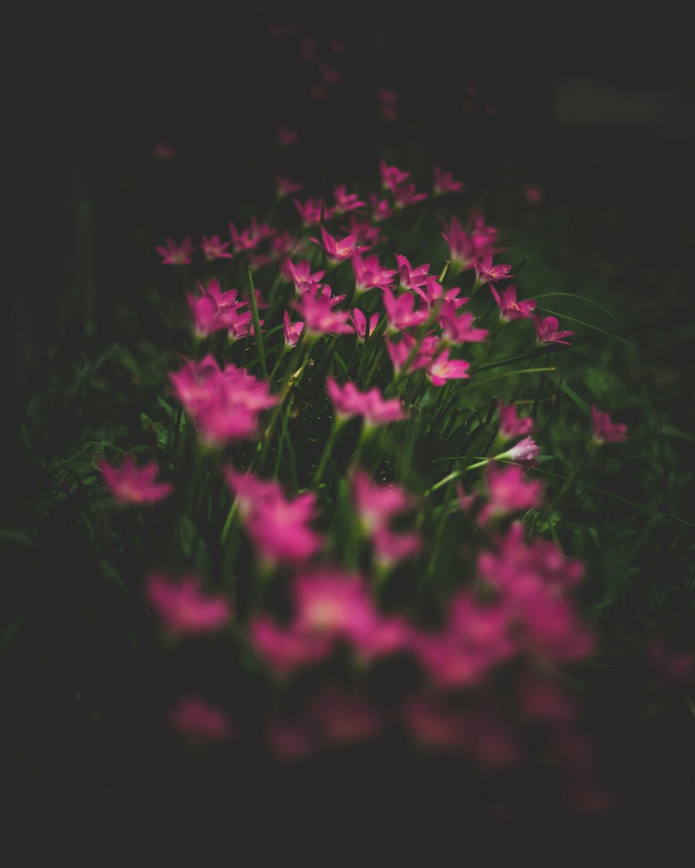 pink petaled flower