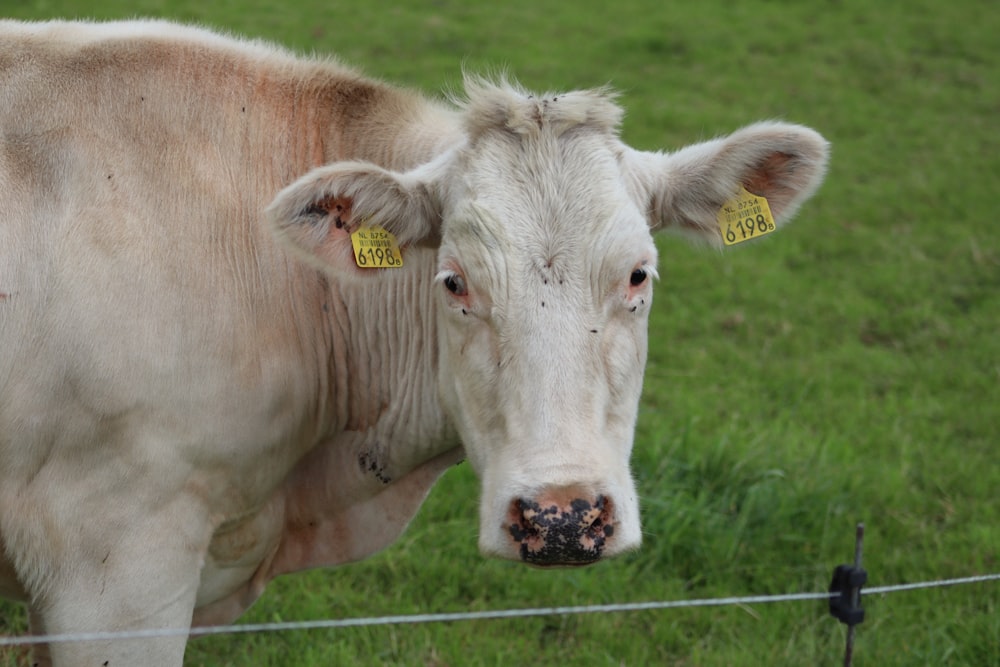 brown cattle