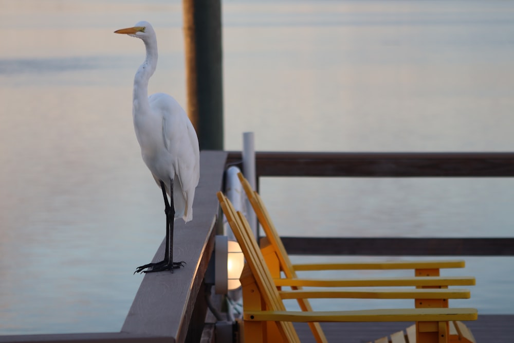 white long-beaked bird near brown wooden armchair