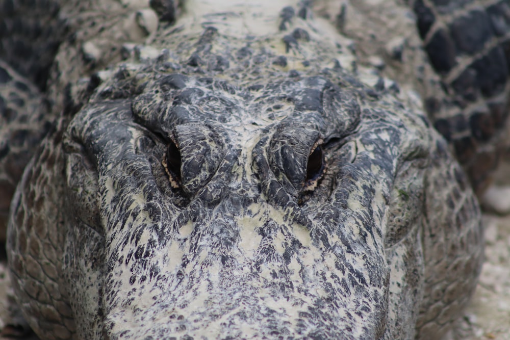 a close up of a large alligator's face