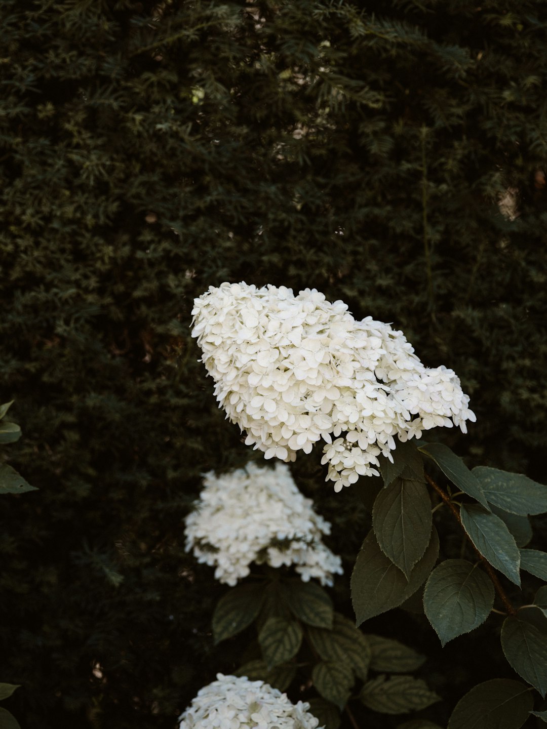 white petaled flowers