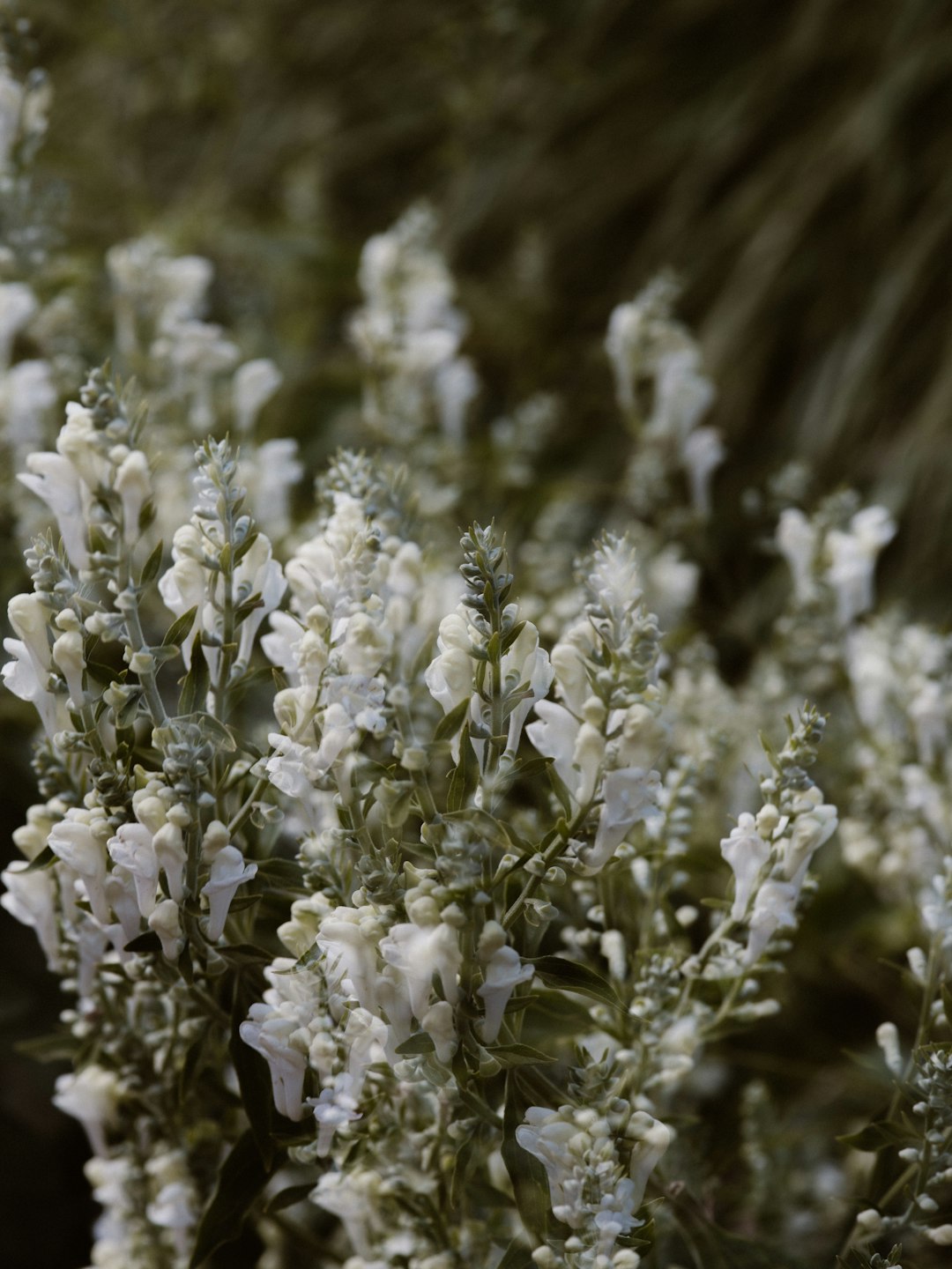 white flowers