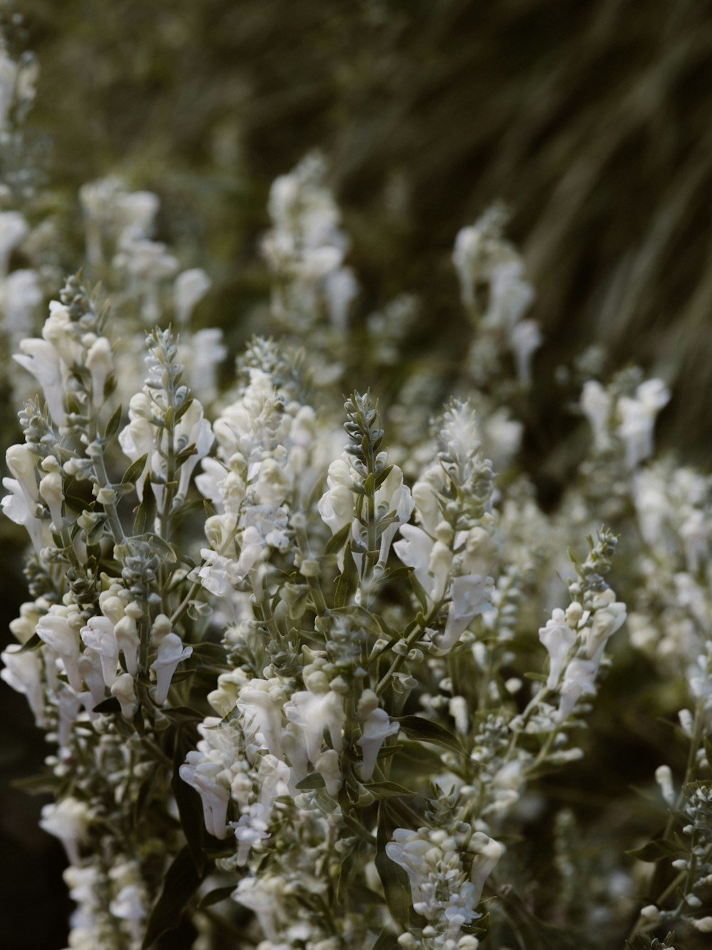 white flowers