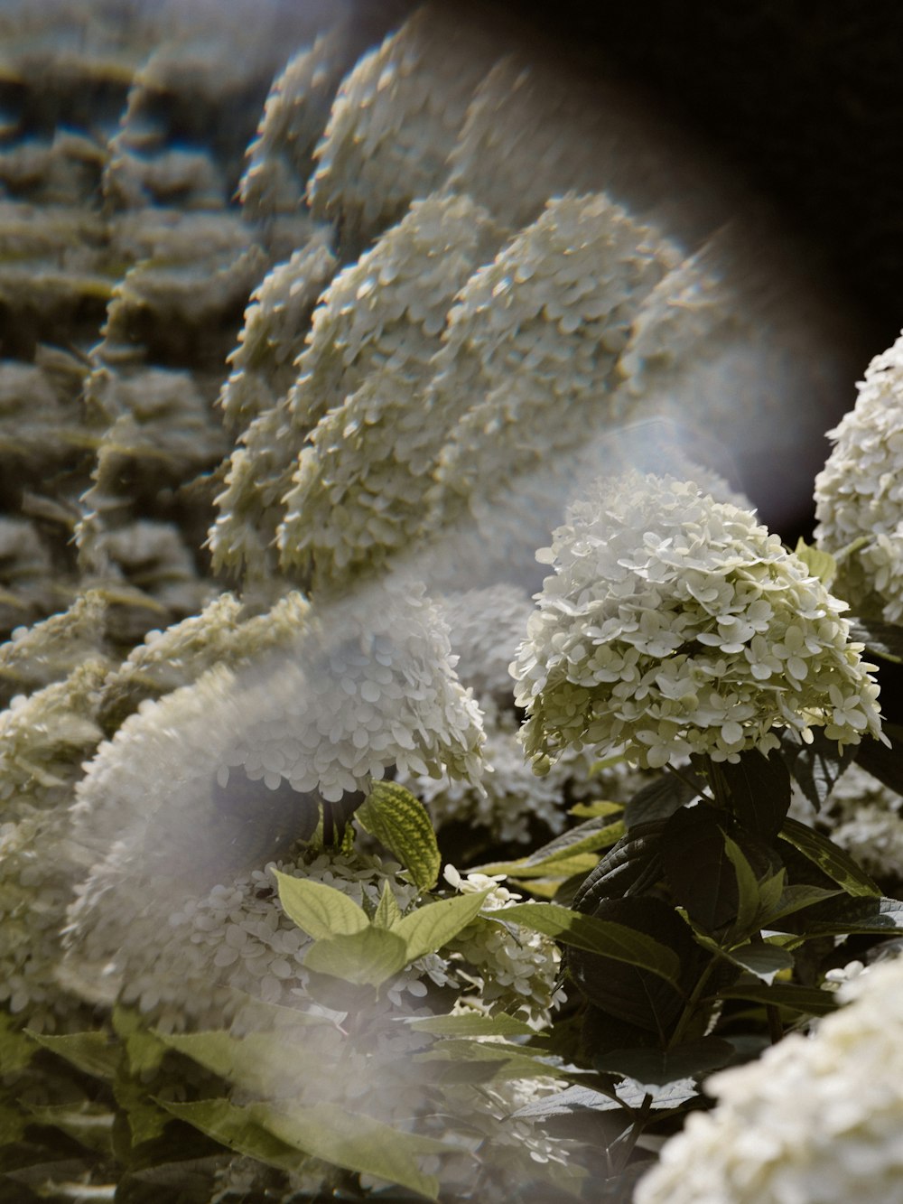 green and white flowers