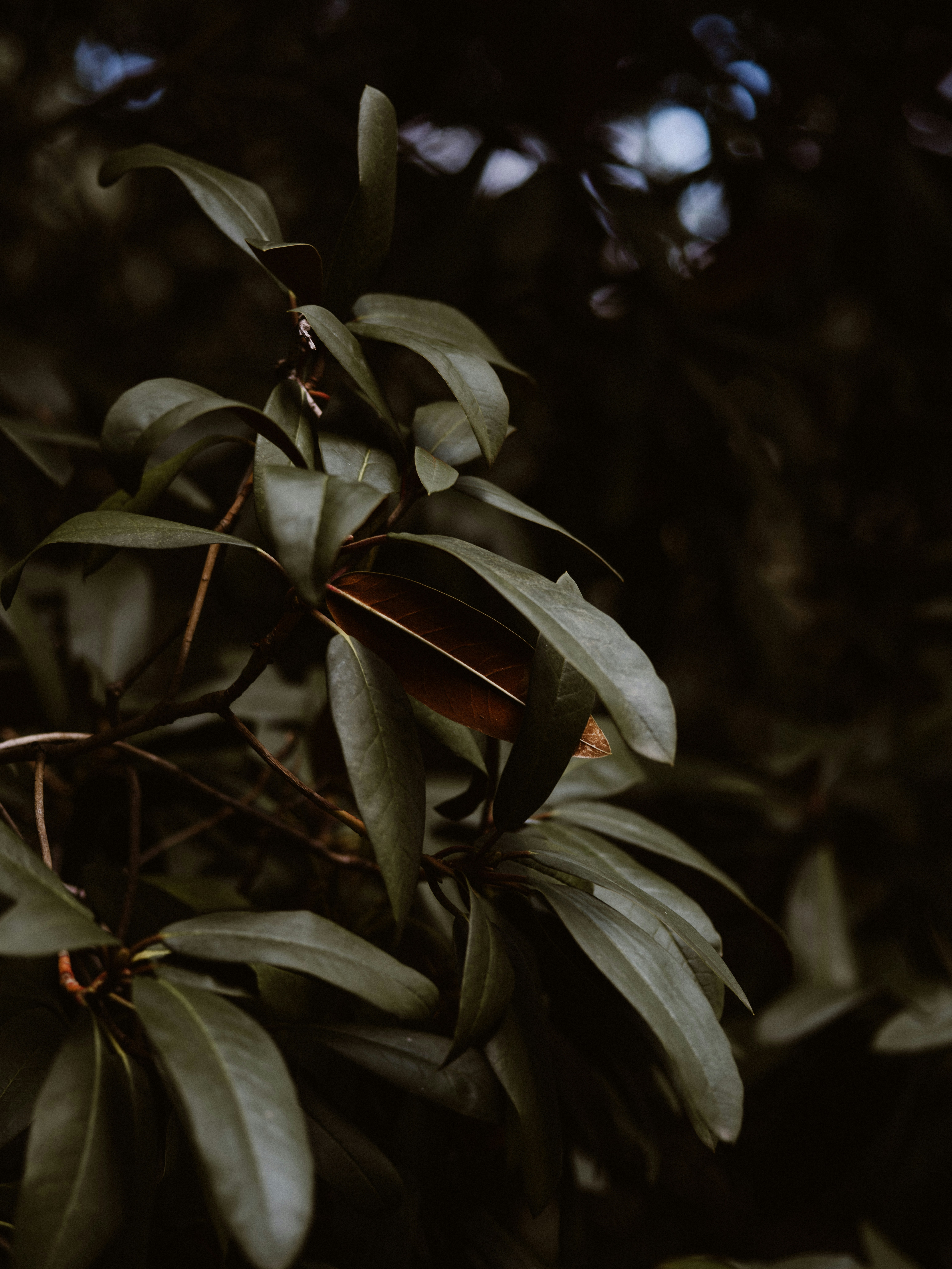 Photo by anniespratt