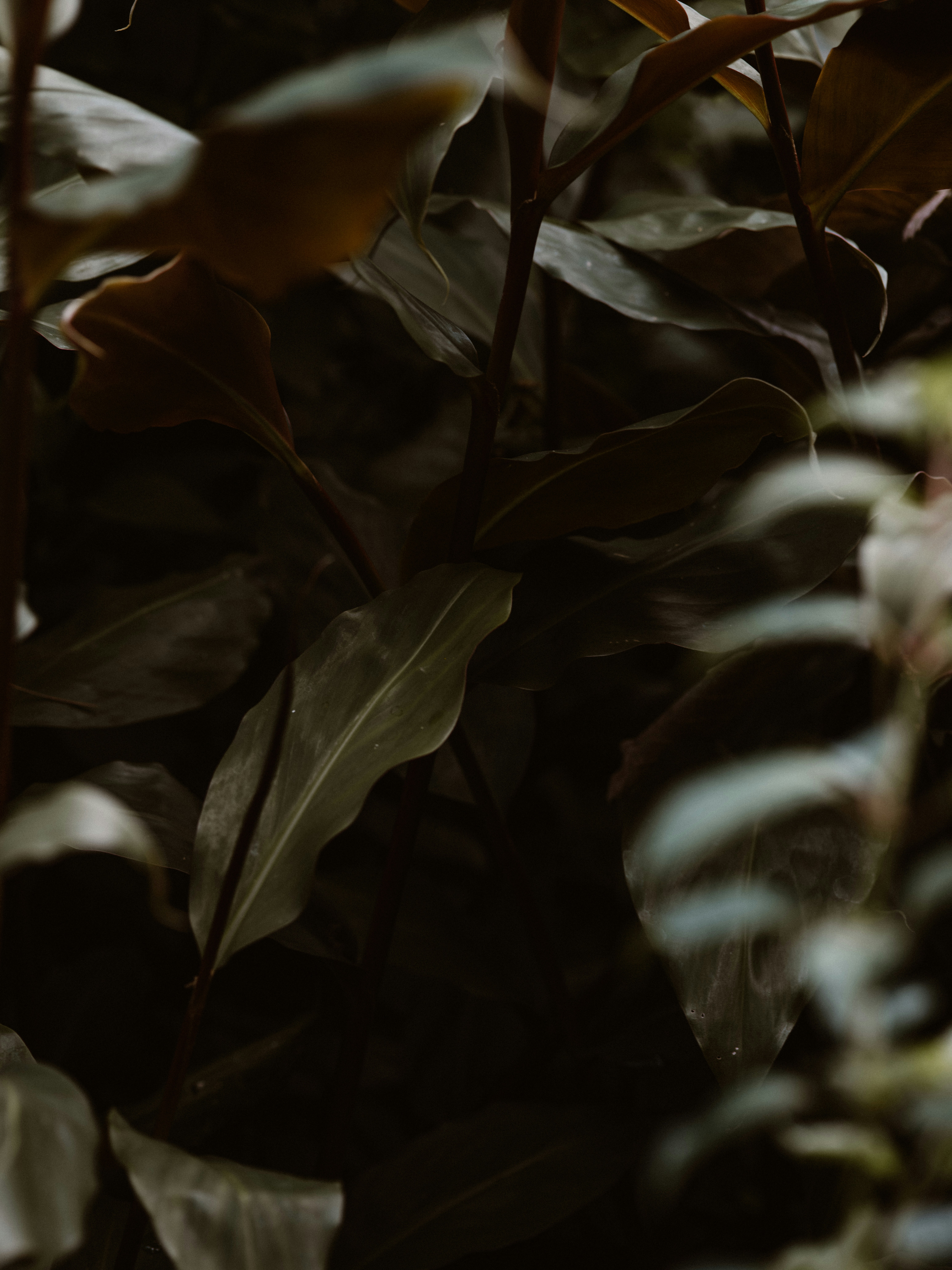 Aventures de Willow Ashwood