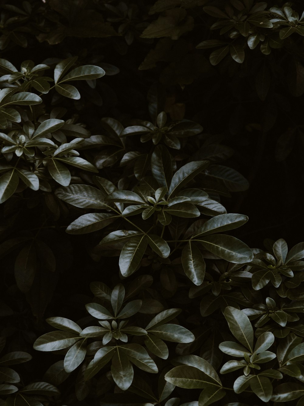 green-leafed plants