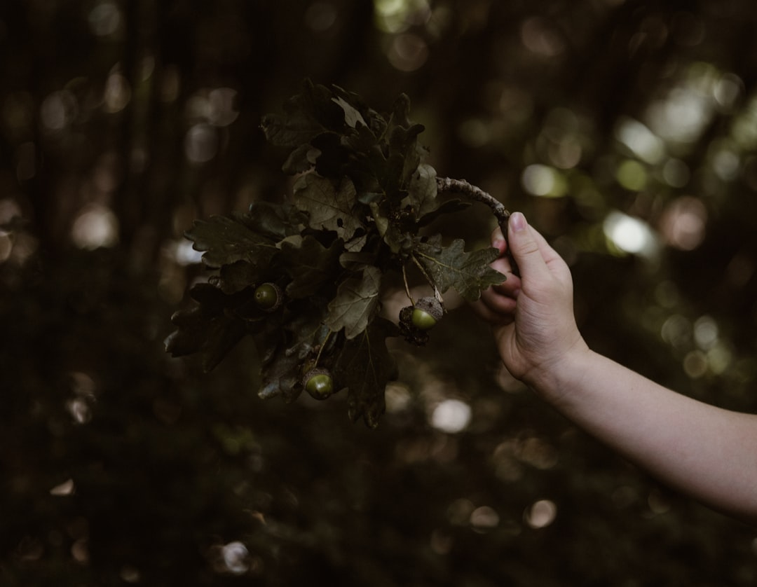 green leaves