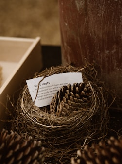 A bird's nest made of twigs and natural materials contains a pine cone and a piece of paper. The paper has some text on it about bird's nests. The background includes a wooden box to the left, a large object with a weathered surface to the right, and additional pine cones in the lower part of the image.