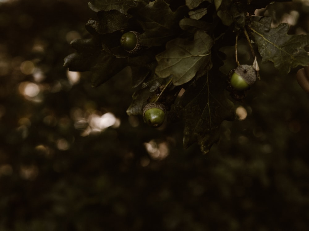 round green fruits