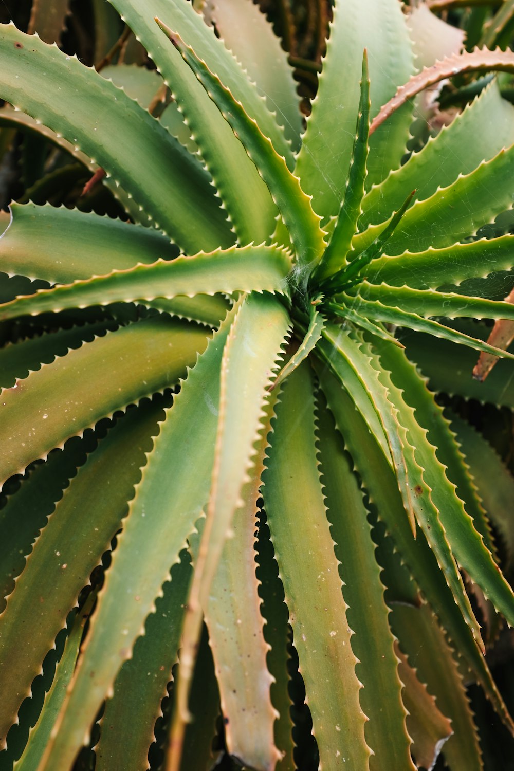 green leafed plant