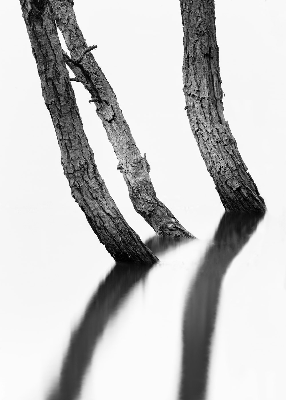 grayscale photo of three tree stumps