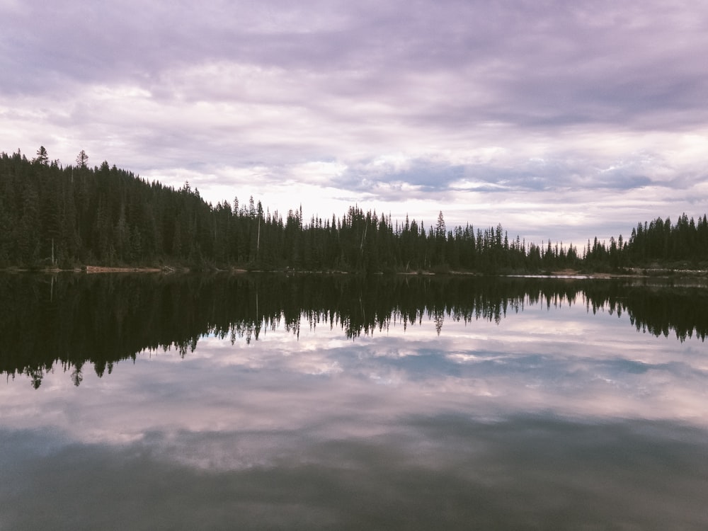 reflections of trees on body of water