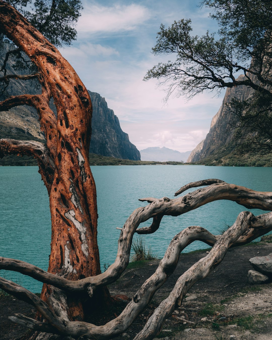 driftwood near body of water during daytime