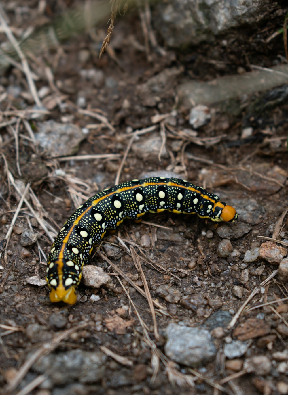 black and brown snail