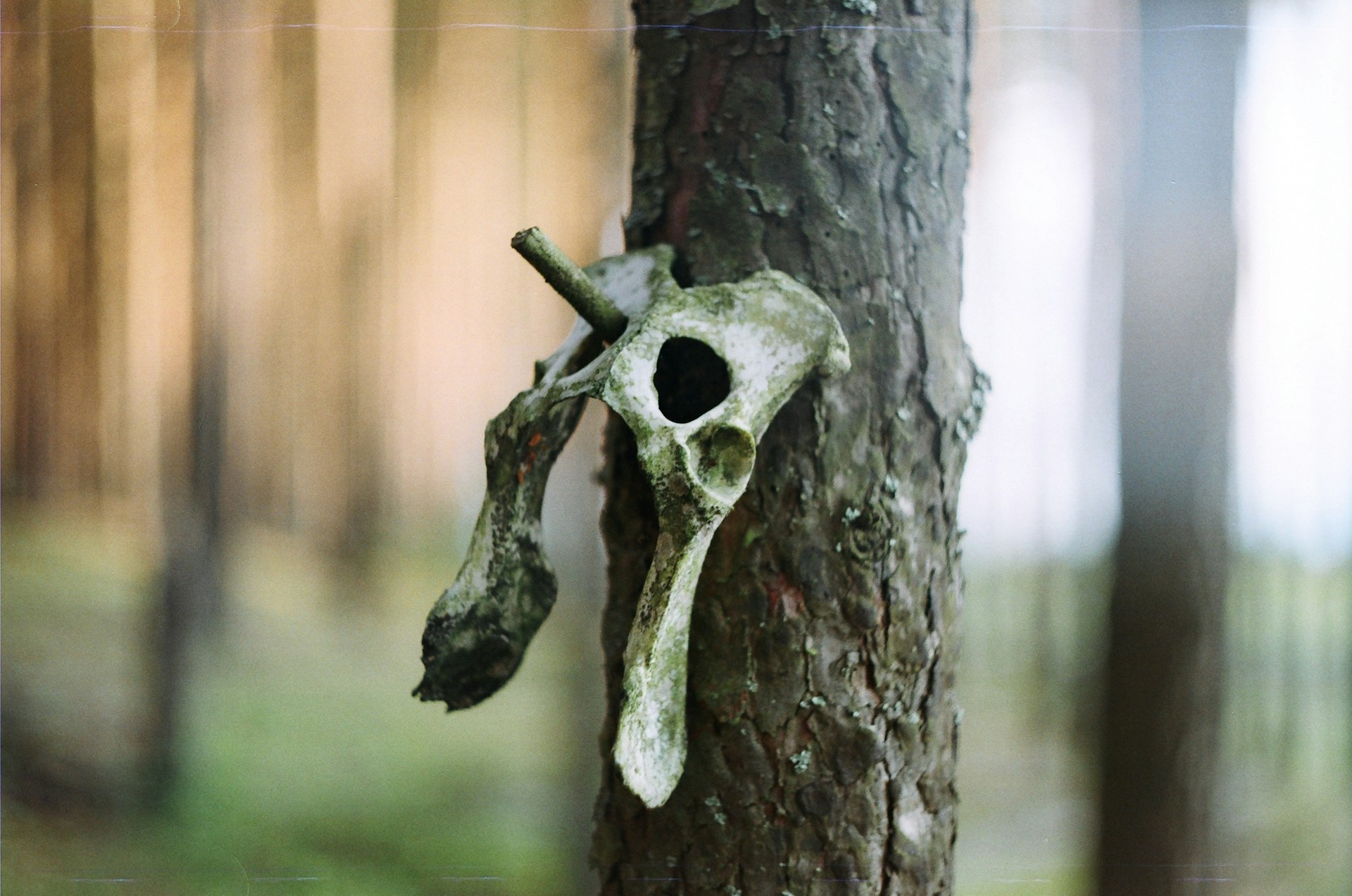 gray skull decor