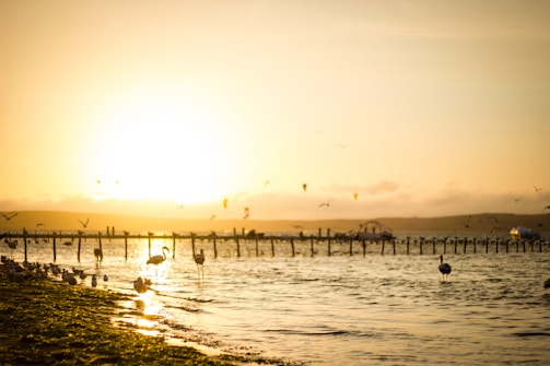 A vibrant sunset over the turquoise waters of Celestun with flamingos wading in the shallow lagoon.