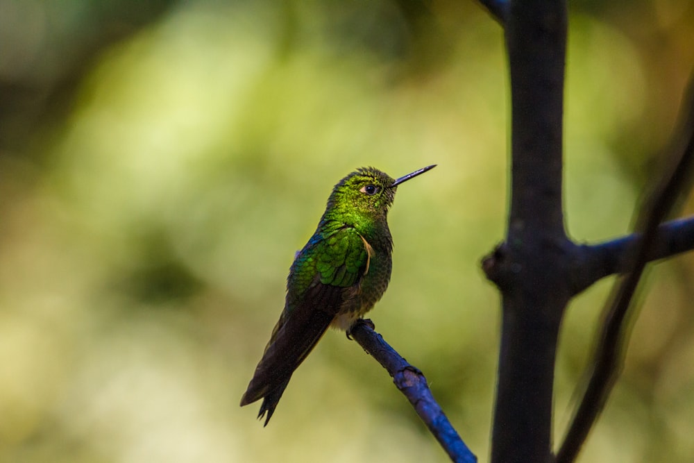 grüner und schwarzer Kolibri