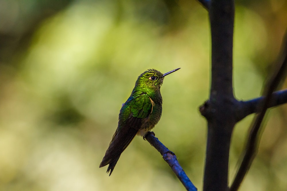 green and black hummingbird