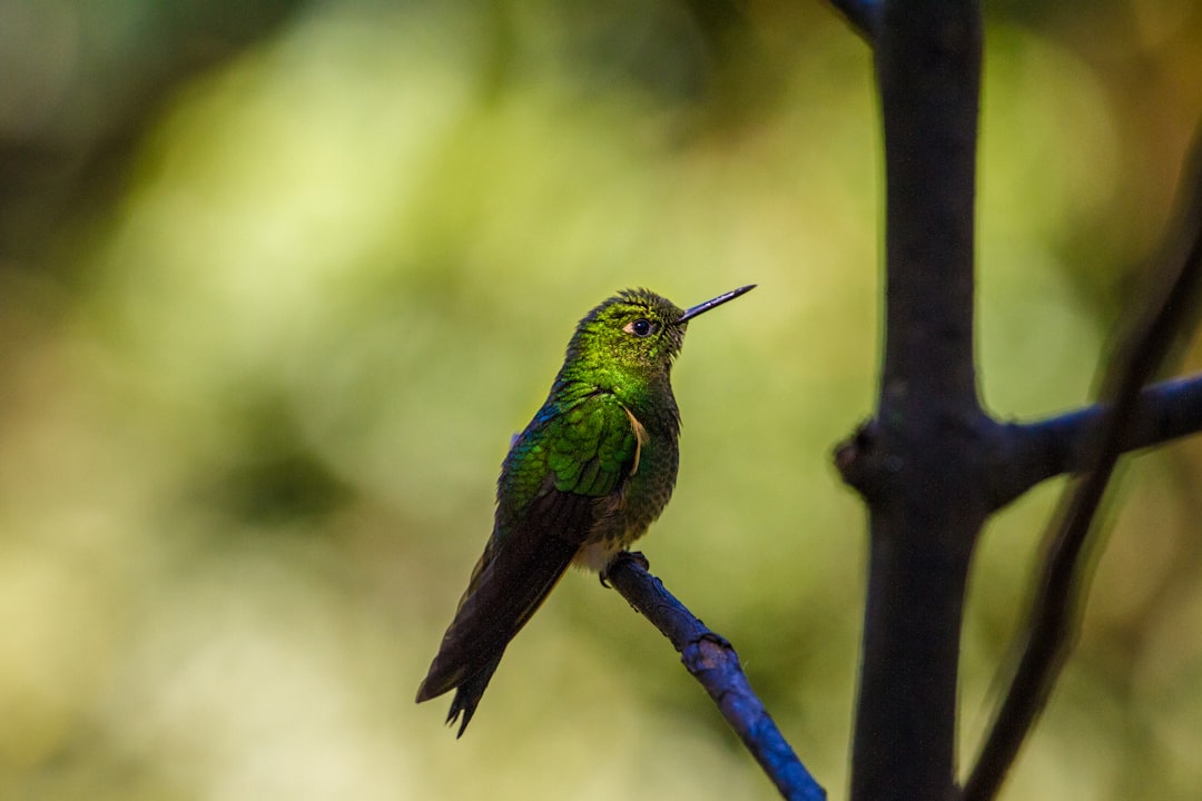 green and black hummingbird